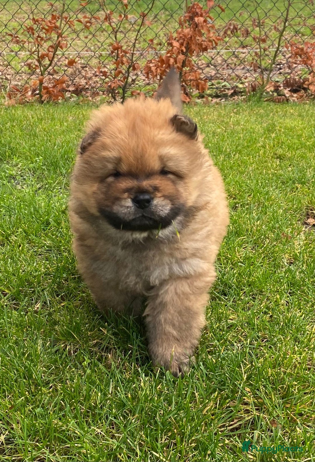 Chow Chow honden te koop: Nog 2 chow chow pups beschikbaar - Advertentie 11