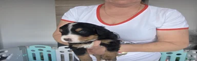 Berner Sennenhond Puppy 1