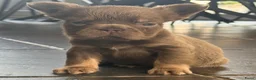 Franse Bulldog honden te koop: Fluffy Franse Bulldog pups unieke kleuren  - Advertentie 4