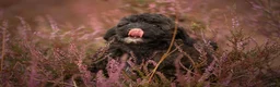 Kruising honden te koop: Dwergpoedel x Boompoo pups  - Advertentie 4