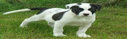 Kruising honden te koop: Laaste pup is nog op zoek naar een liefdevol thuis - Advertentie 3