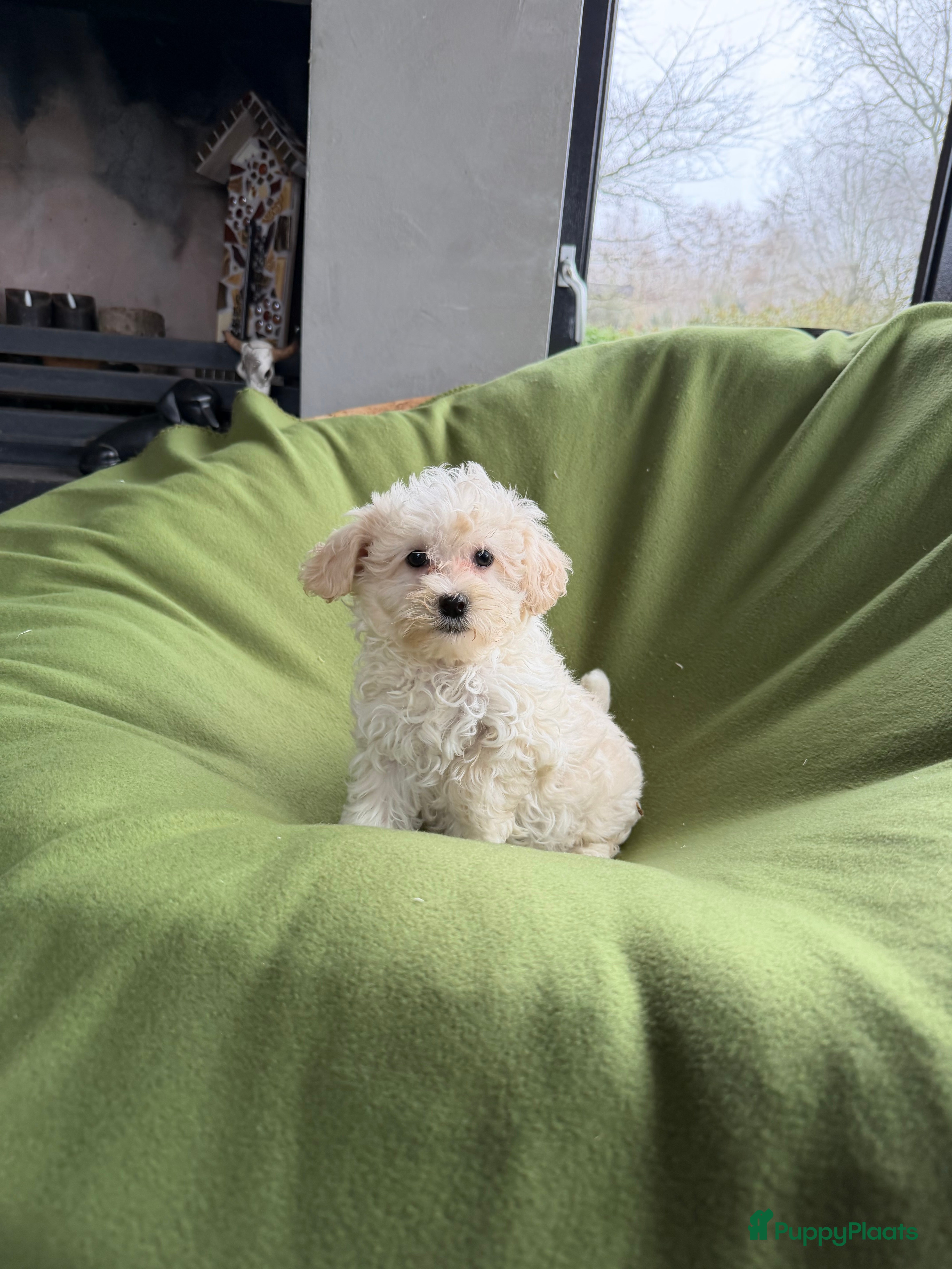 Maltipoo honden Maltipoo (Maltezer x Poedel) pup reutje - Advertentie 2