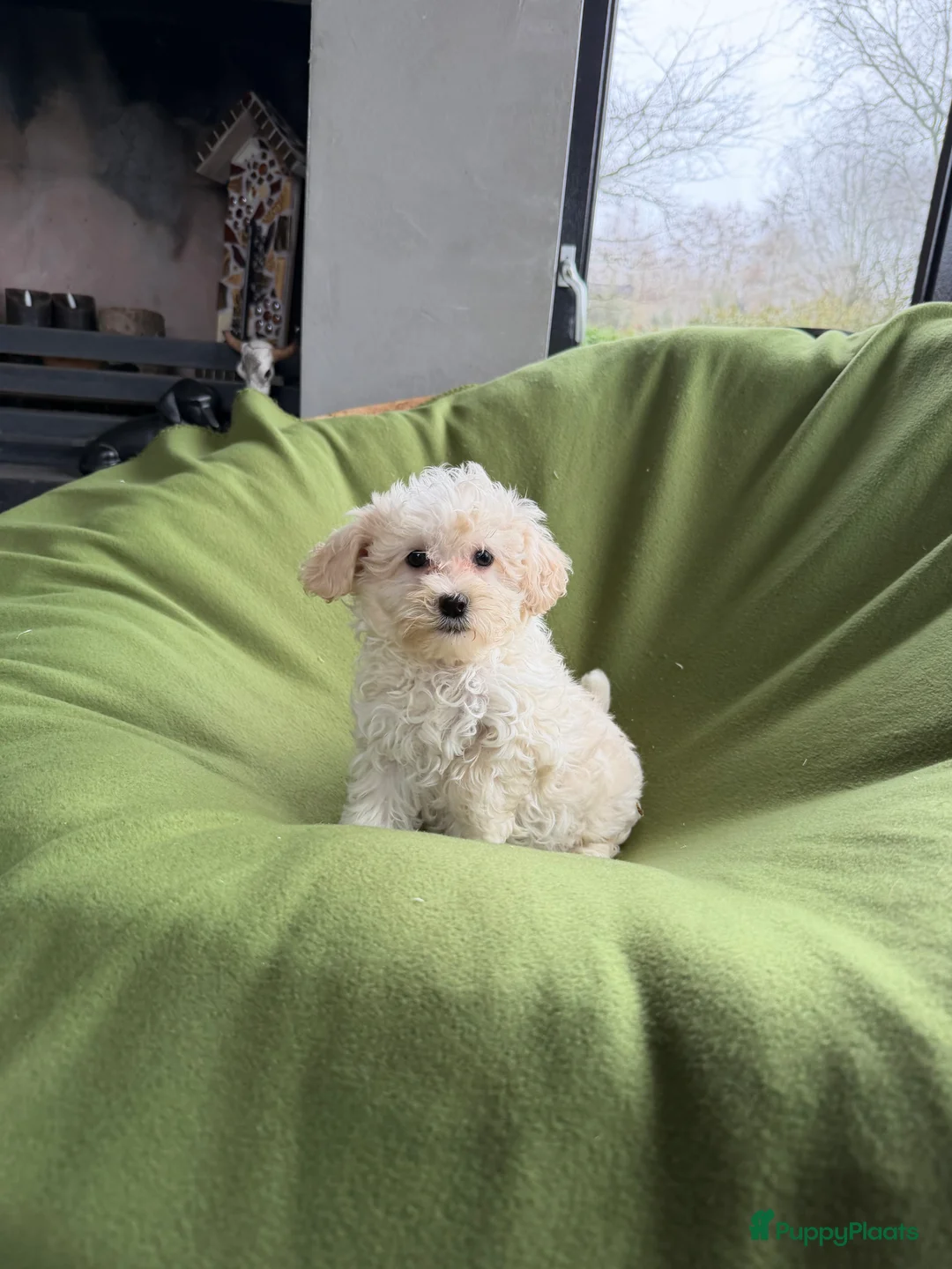 Maltipoo honden te koop: Maltipoo (Maltezer x Poedel) pup reutje - Advertentie 2