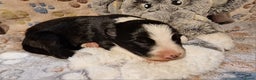 Border Collie honden te koop: Border collie pups - Advertentie 2