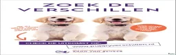 Golden Retriever honden te koop: Golden Retriever Pups met Stamboom. - Advertentie 32