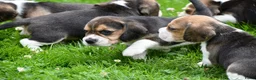 Beagle honden te koop: Prachtige Beagle pups  - Advertentie 26