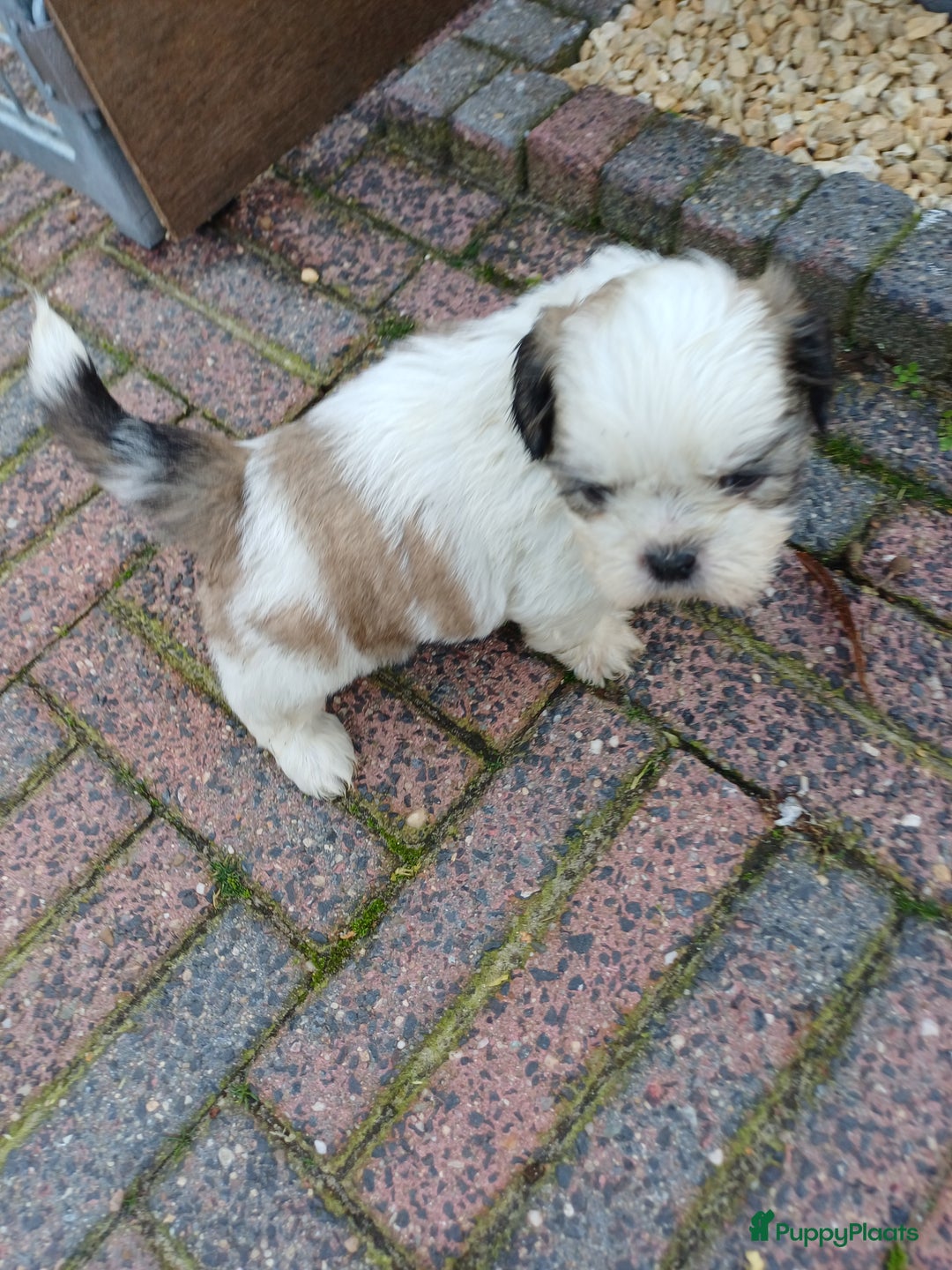 Shih Tzu honden te koop: leuke lieve ras zuiver shih tzu pups - Advertentie 16
