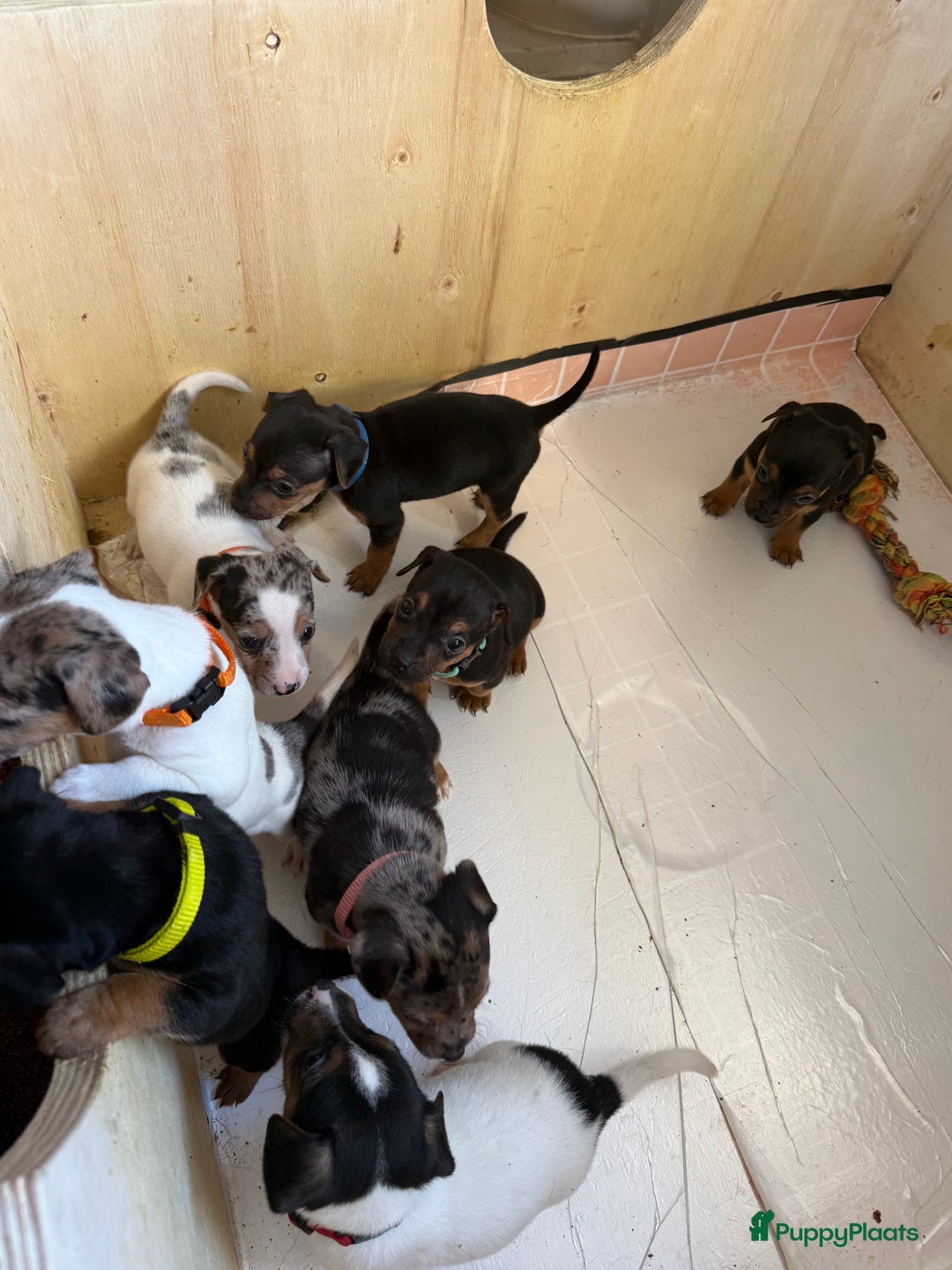 Jack Russel Terriër honden te koop: Jack Russel Pups - Advertentie 7