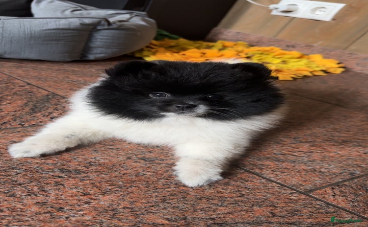 Pomeriaan honden - Advertentie 1