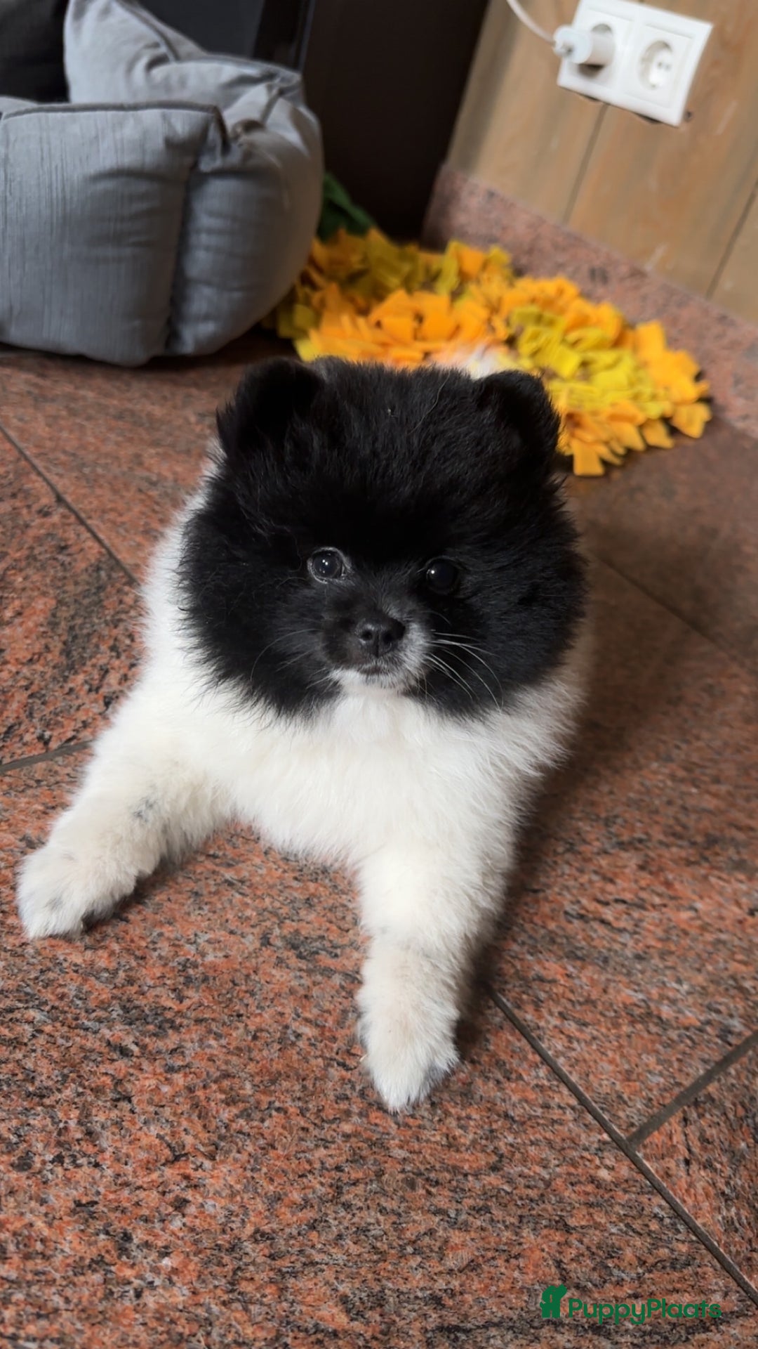 Pomeriaan honden te koop: Prachtige bearface pomeriaan teefje - Advertentie 4