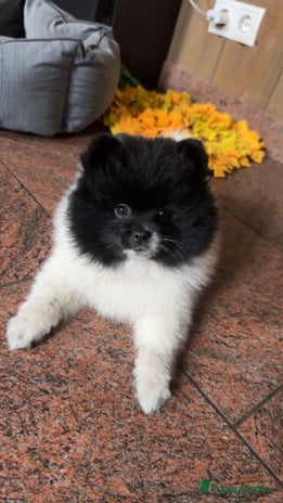 Pomeriaan honden - Advertentie 1