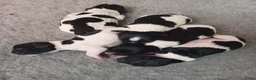Engelse Springer Spaniel honden te koop: Engelse Springer Spaniel Pups geboren uit werklijn - Advertentie 2