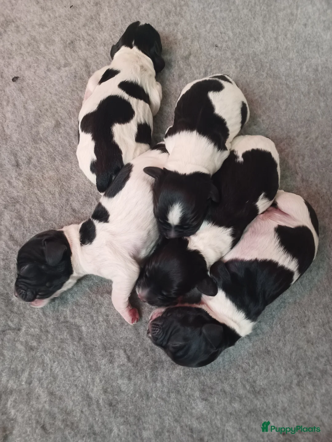 Engelse Springer Spaniel honden te koop: Engelse Springer Spaniel Pups geboren uit werklijn - Advertentie 2