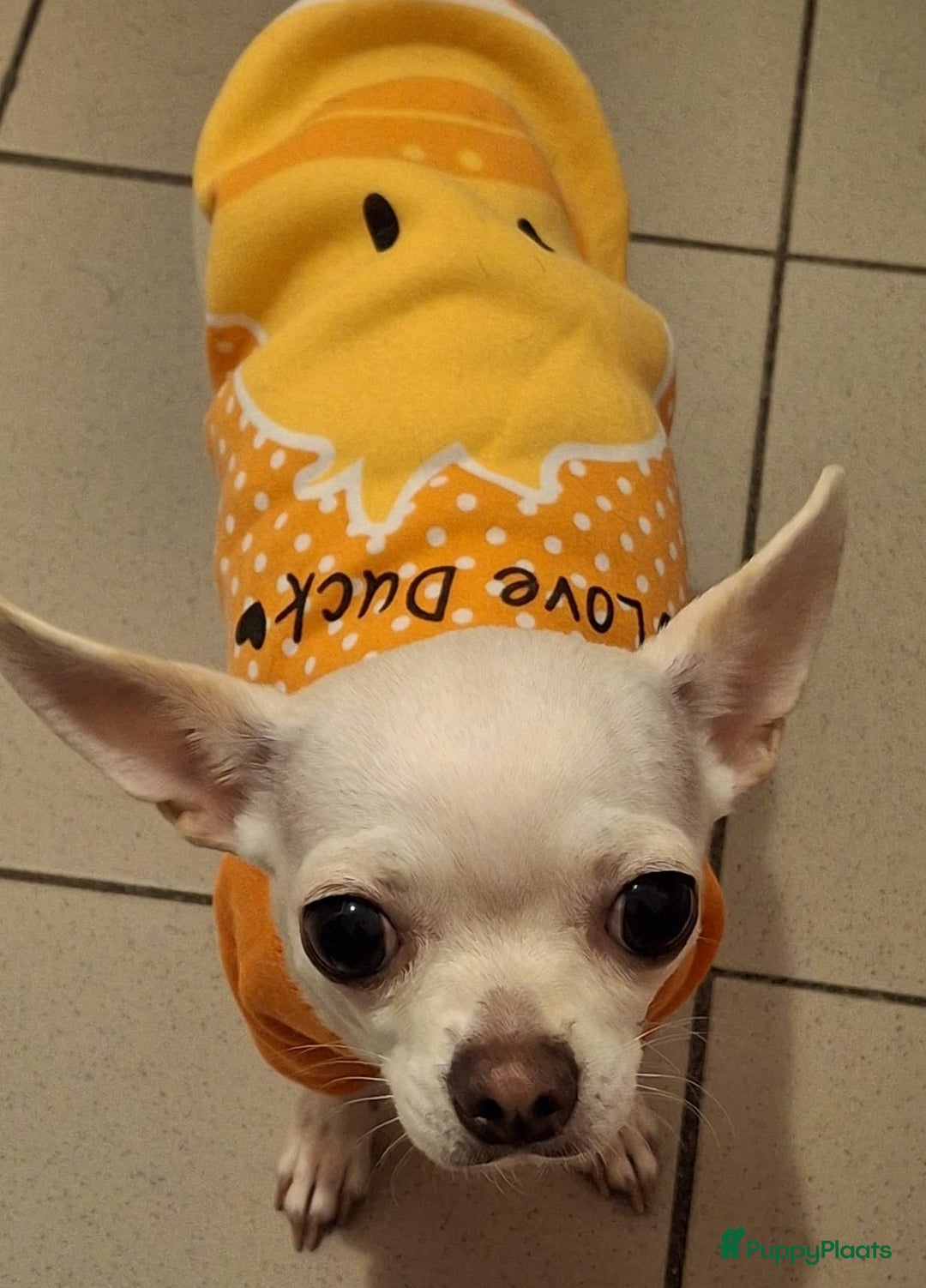 Chihuahua honden ter adoptie: kleine Snowy waar mag zijn mandje komen te staan  - Advertentie 4