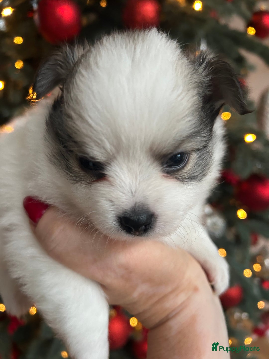 Pomchi honden te koop: Pomchi reutje - Advertentie 36