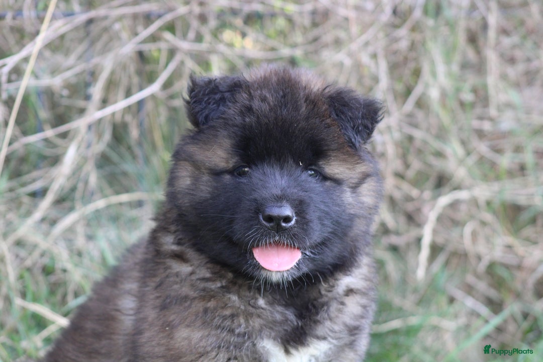 American Akita honden te koop: American Akita's Beschikbaar - Advertentie 8