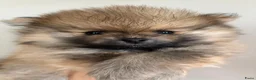 Pomeriaan honden te koop: Pommeriaan - Advertentie 5