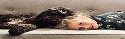 Australian Labradoodle honden te koop: Labradoodle pups - Advertentie 18