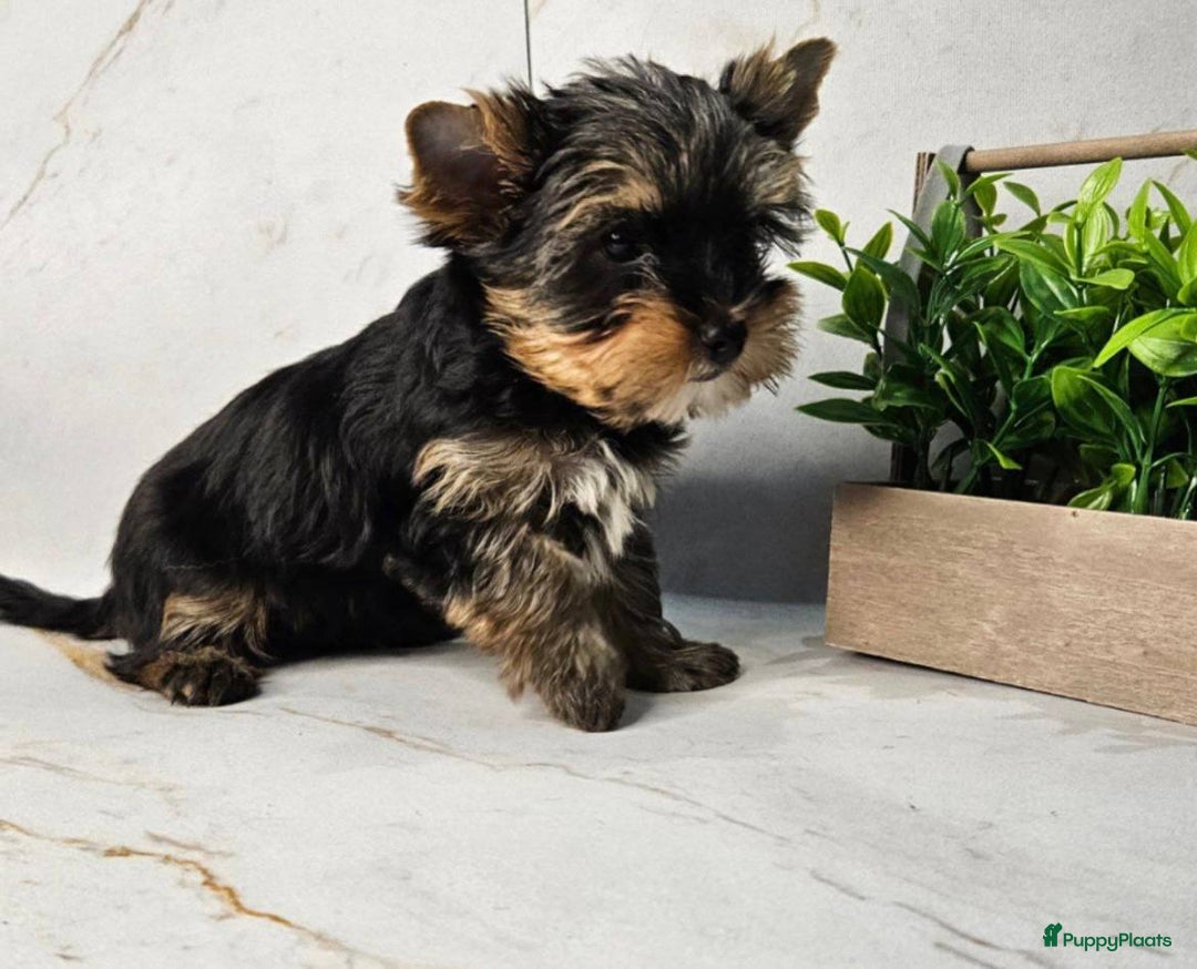 Yorkshire Terriër honden te koop: Yorkshire Terrier pups - Advertentie 4