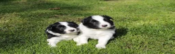 Border Collie honden te koop: Border Collie pups - Advertentie 19