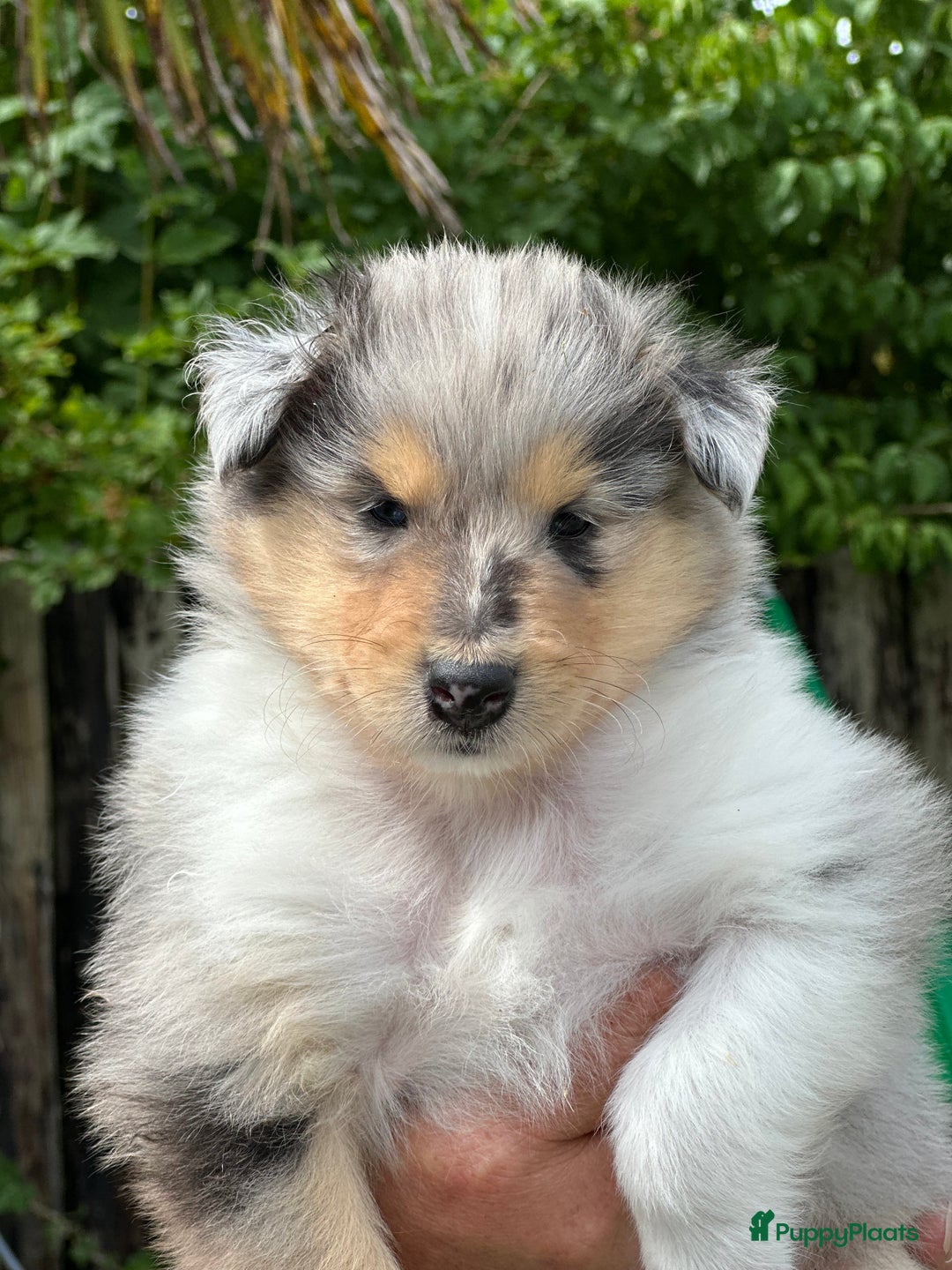 Schotse Herdershond langhaar honden te koop: Schotse Collie Pups Tricolor en Blue Merle - Afbeelding 7