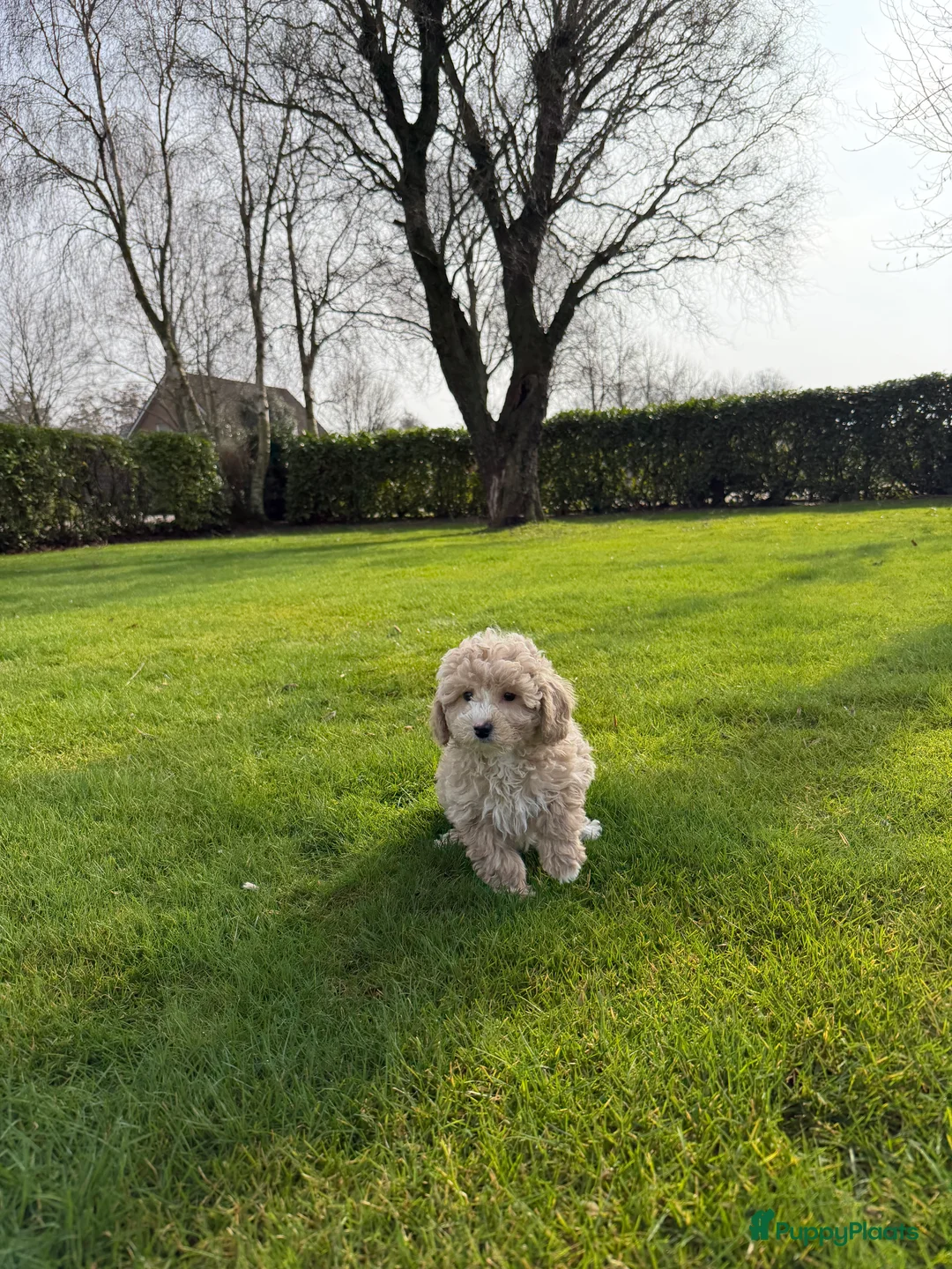 Labradoodle honden te koop: Mini Doodle (Poedel x Mini Labradoodle) pups - Advertentie 8