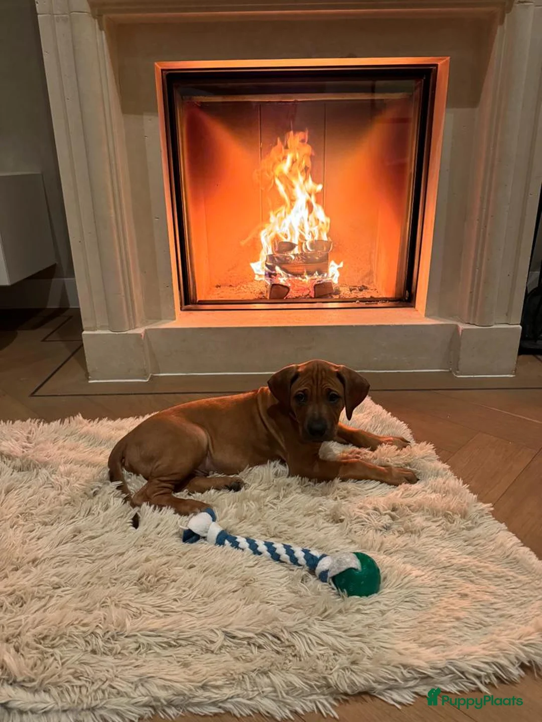 Galerij afbeelding {{count}}