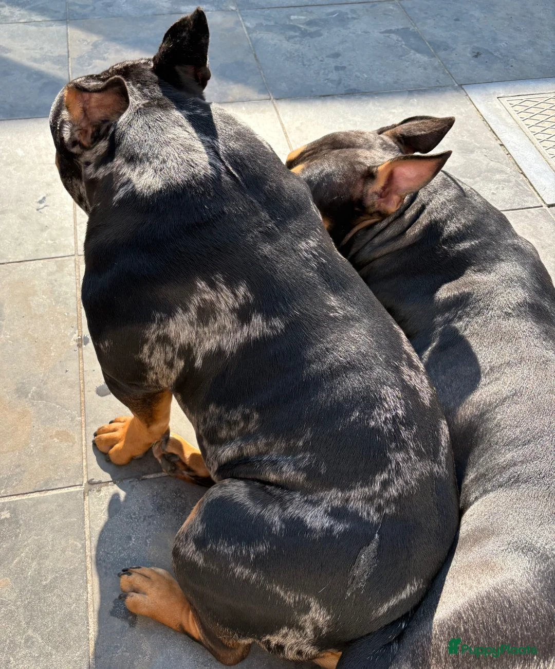 Amerikaanse Bully honden te koop: American Bully pocket pups verwacht eind 2026 - Advertentie 2