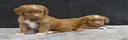 Nova Scotia Duck Tolling Retriever honden te koop: Nova Scotia Duck Tolling Retriever pups # Toller - Advertentie 21