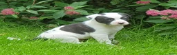Kruising honden te koop: Laaste pup is nog op zoek naar een liefdevol thuis - Advertentie 11