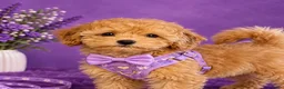 Maltipoo honden te koop: Maltipoo reutje super mooi, uit geteste ouders - Advertentie 4