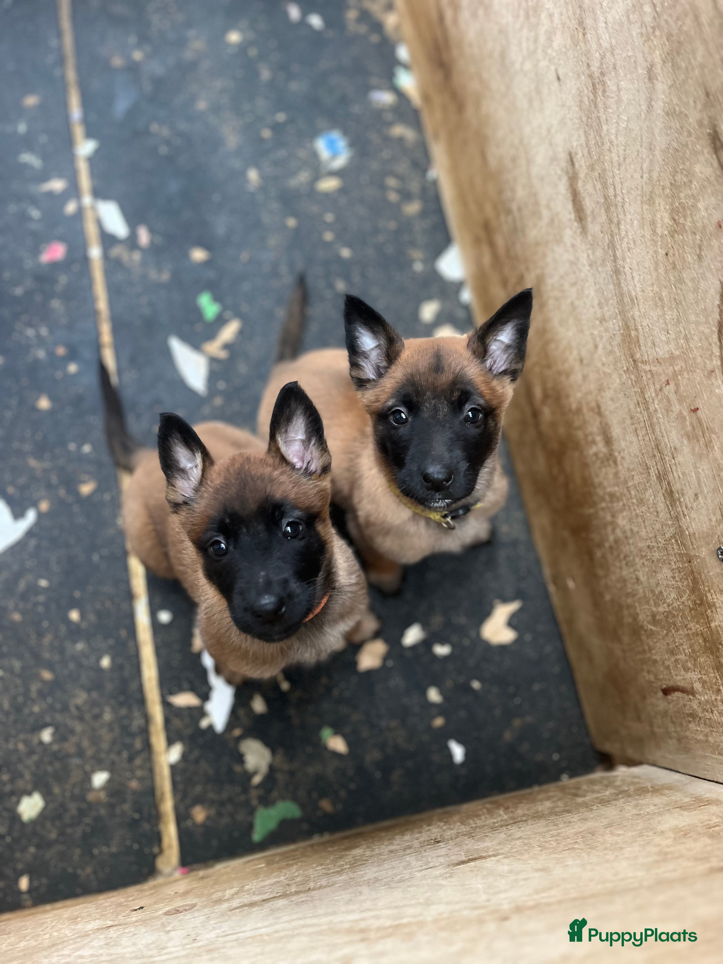 Mechelse Herder honden Mechelse herder pups met stamboom. - Advertentie 6