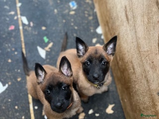 Mechelse Herder honden Mechelse herder pups met stamboom. - Advertentie 1