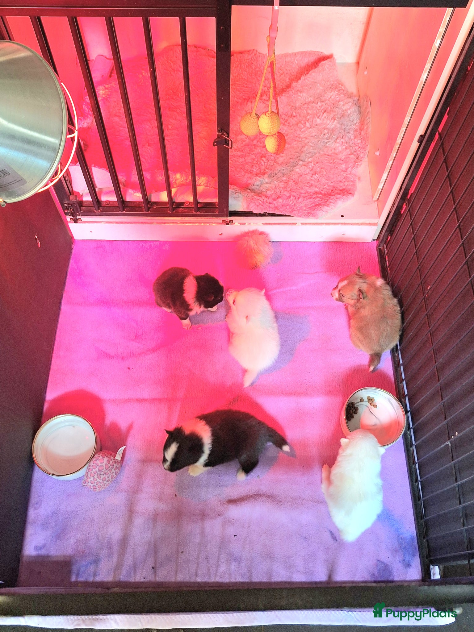 Pomsky honden te koop: Alice 🩷 F3b pomsky puppy - Advertentie 5