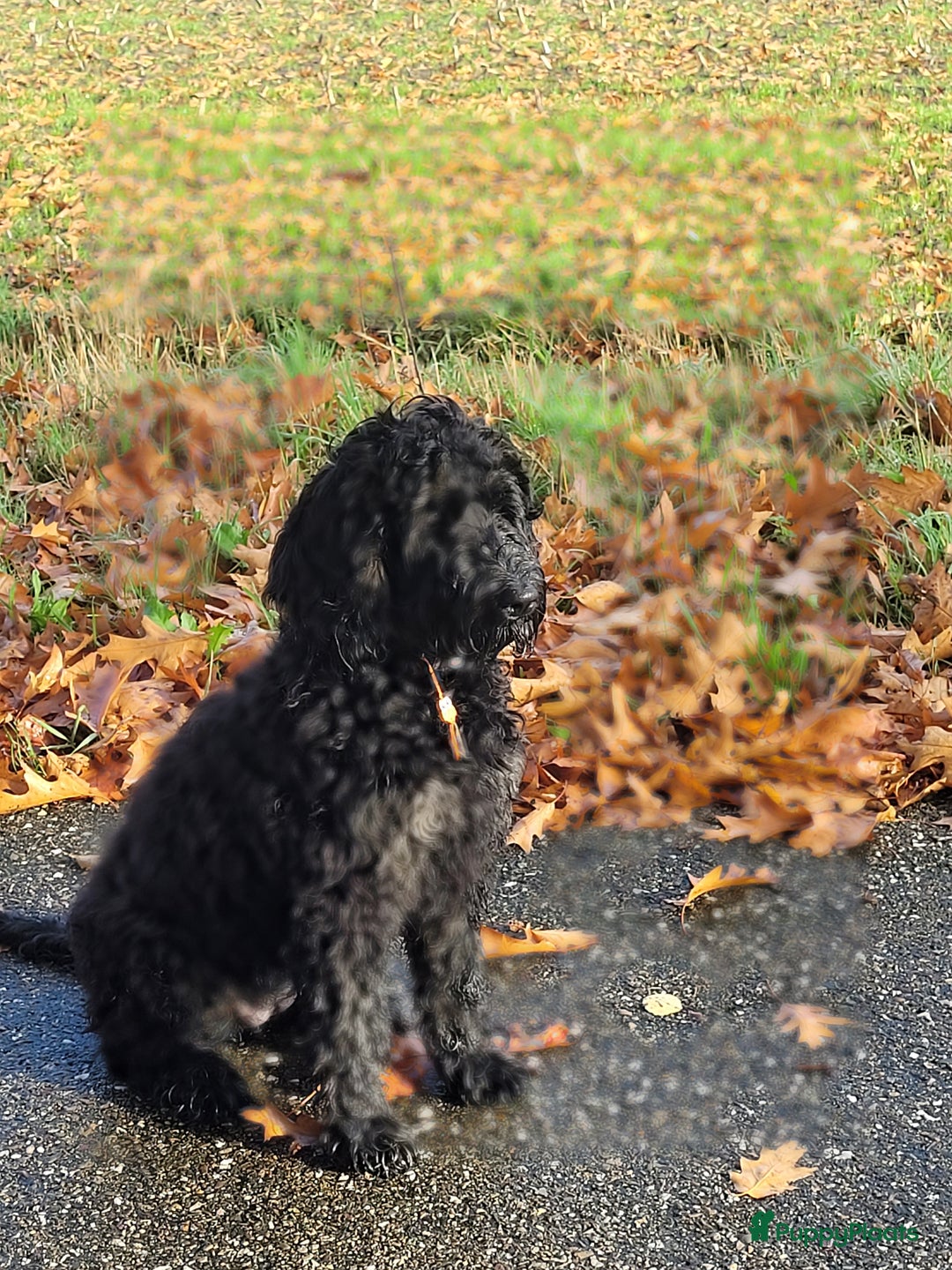 Kruising honden te koop: Labradoodle pups - Advertentie 11