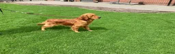 Golden Retriever honden te koop: Golden retriever pups - Advertentie 5