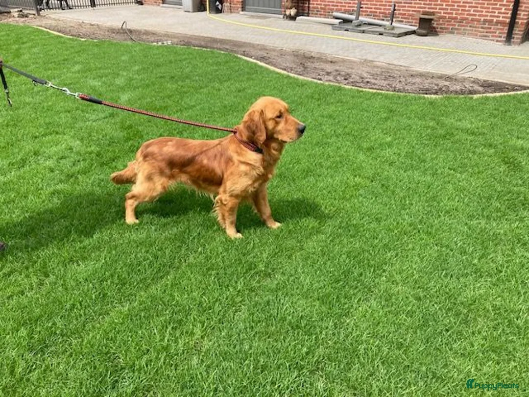Golden Retriever honden te koop: Golden retriever pups - Advertentie 5