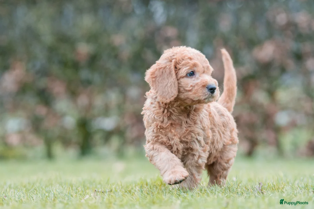 Labradoodle honden te koop: prachtige labradoodle x australian labradoodle - Advertentie 16