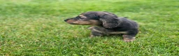 Teckel (langhaar) honden te koop: Prachtig lief Merle teefje langharige teckel - Advertentie 3