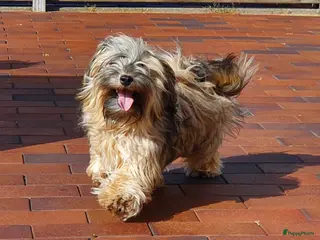 Havanezer honden Prachtige Havanezer pups verwacht - Advertentie 12