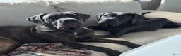 Cane Corso honden te koop: Trained Cane Corso puppies - Advertentie 7