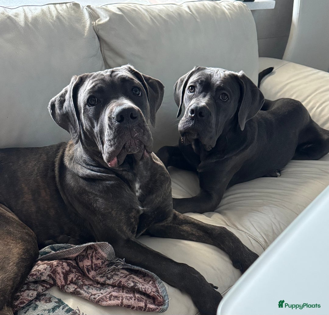 Cane Corso honden te koop: Trained Cane Corso puppies - Advertentie 7