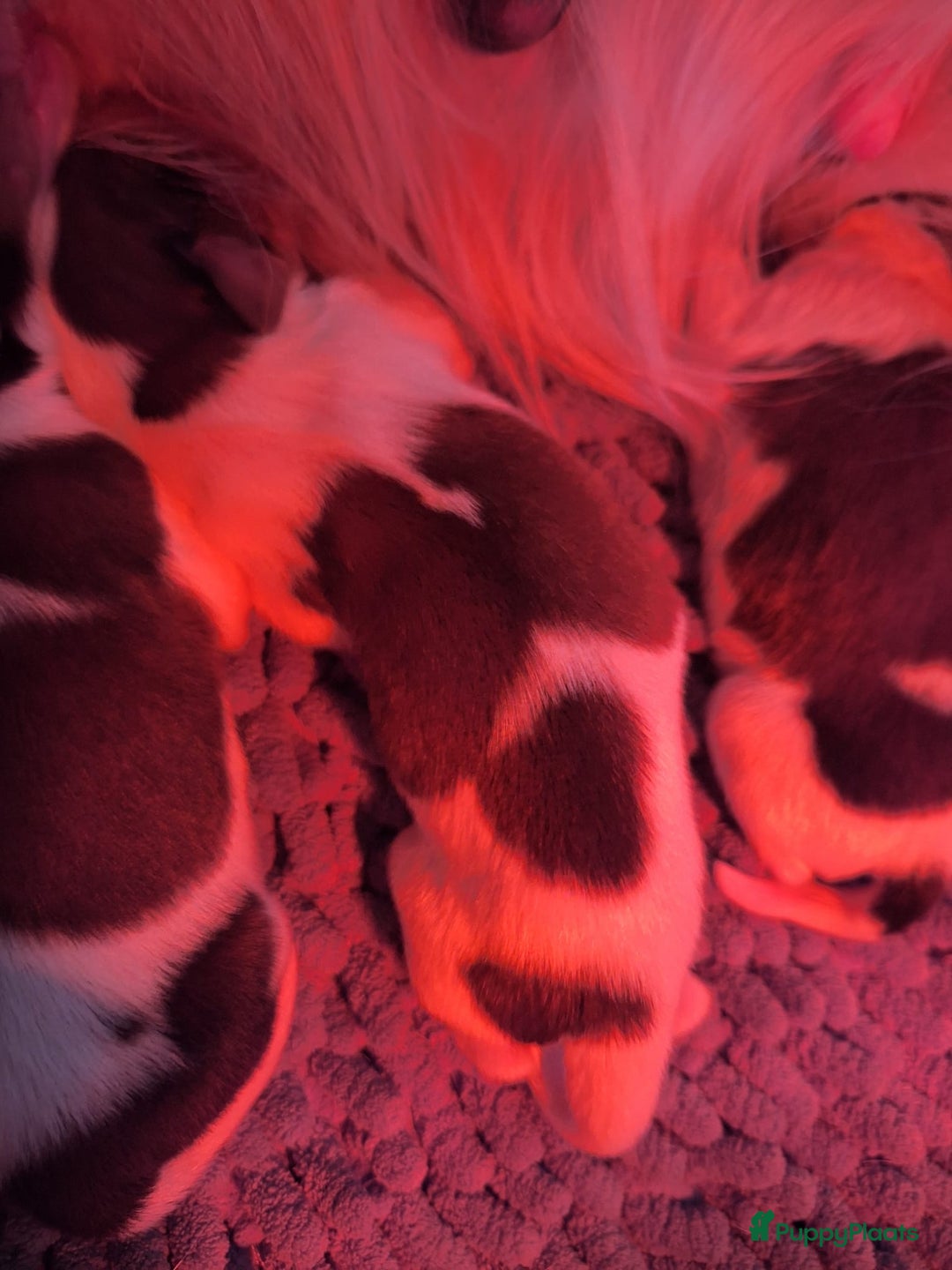 Kooikerhondje honden te koop: Supermooie gesocialiseerde reutjes - Advertentie 9