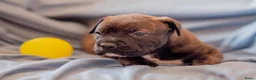 Kruising honden te koop: Nestje pups/ Rottweiler -X- Amerikaans Bulldog. - Advertentie 7
