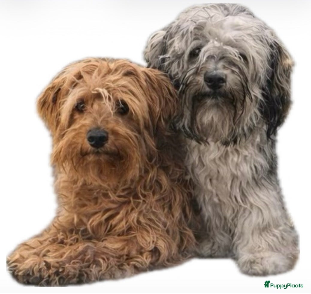 Bolonka Zwetna honden Mooie Bolonka Zwetna pupjes - Advertentie 1