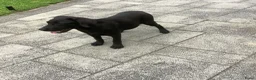 Labrador Retriever honden te koop: Labrador met stamboom - Advertentie 4