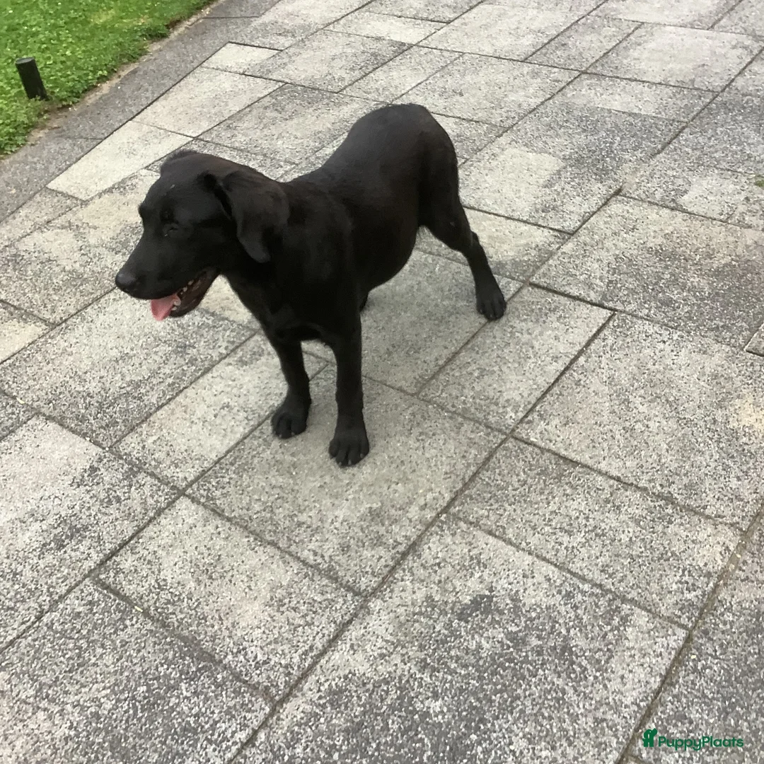 Labrador Retriever honden te koop: Labrador met stamboom - Advertentie 4