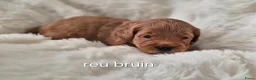 Australian Labradoodle honden te koop: Australian labradoodle pups te reserveren  - Advertentie 2