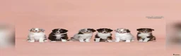 Australian Shepherd honden te koop: Australian shepherd pups ( nog 3 beschikbaar  - Advertentie 7