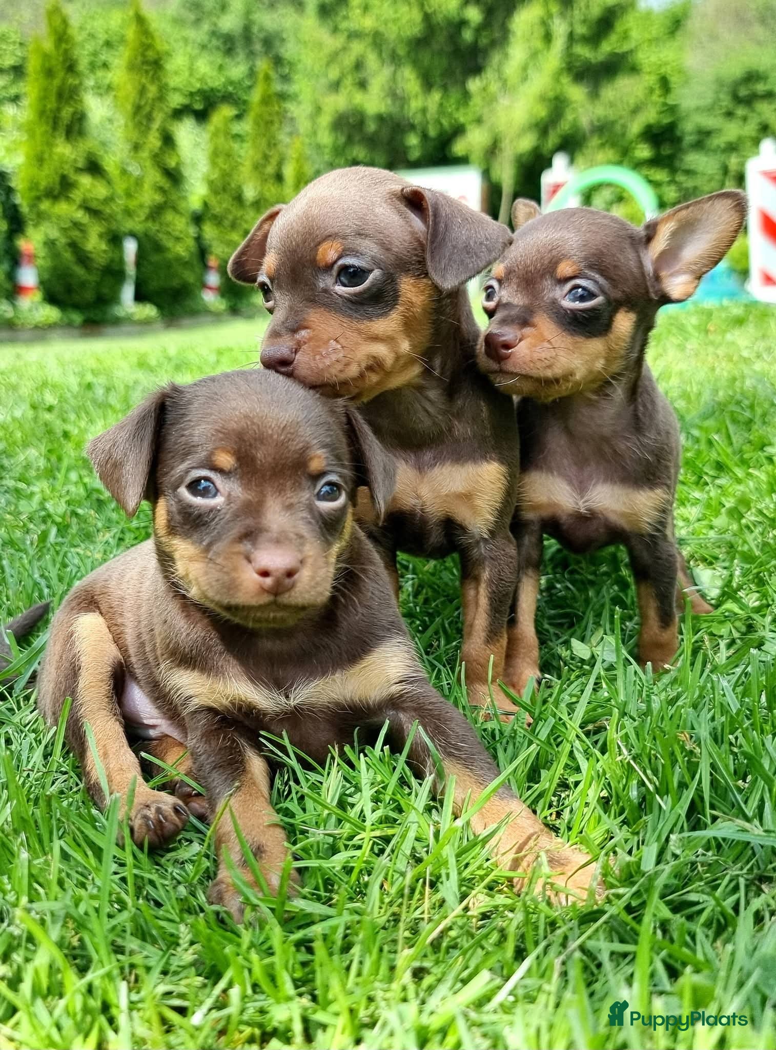 Russische Toy Terriër honden te koop: Russische Toy Terriër pups met FCI stamboom  in Nieuw-Weerdinge - Advertentie 11